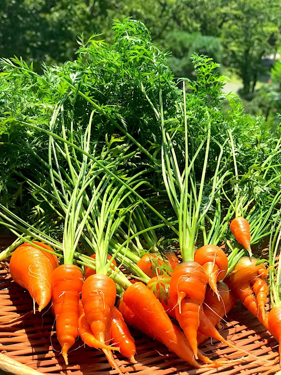 ベランダ 人参🥕 収穫|シュトママさん