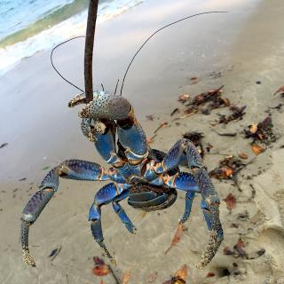 チュラの散歩の道すがらヤシガニに出会う 茹でちゃろうかと思ったけれど 絶滅危惧種だので 見送りました ちゅら夏 Snapdish スナップディッシュ Id 4xakua