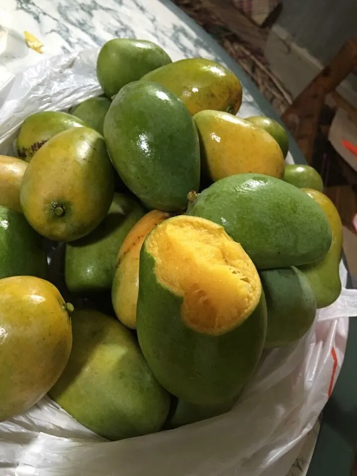 Fresh mangoes from Philippines|joさん