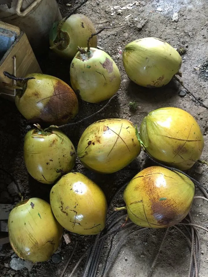 Fresh Coconuts from Philippines|joさん