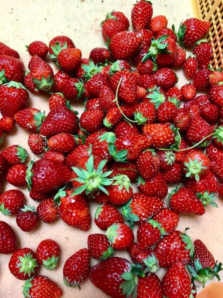 Fresh strawberries from Japan|joさん