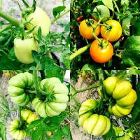 Snapdishの料理写真:今年はいろんなトマトはいます、🍅🍅🍅😋|Porr Ishidaさん