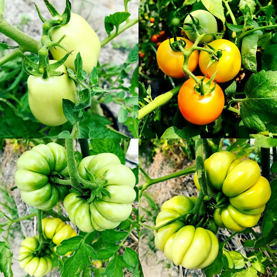 今年はいろんなトマトはいます、🍅🍅🍅😋|Porr Ishidaさん