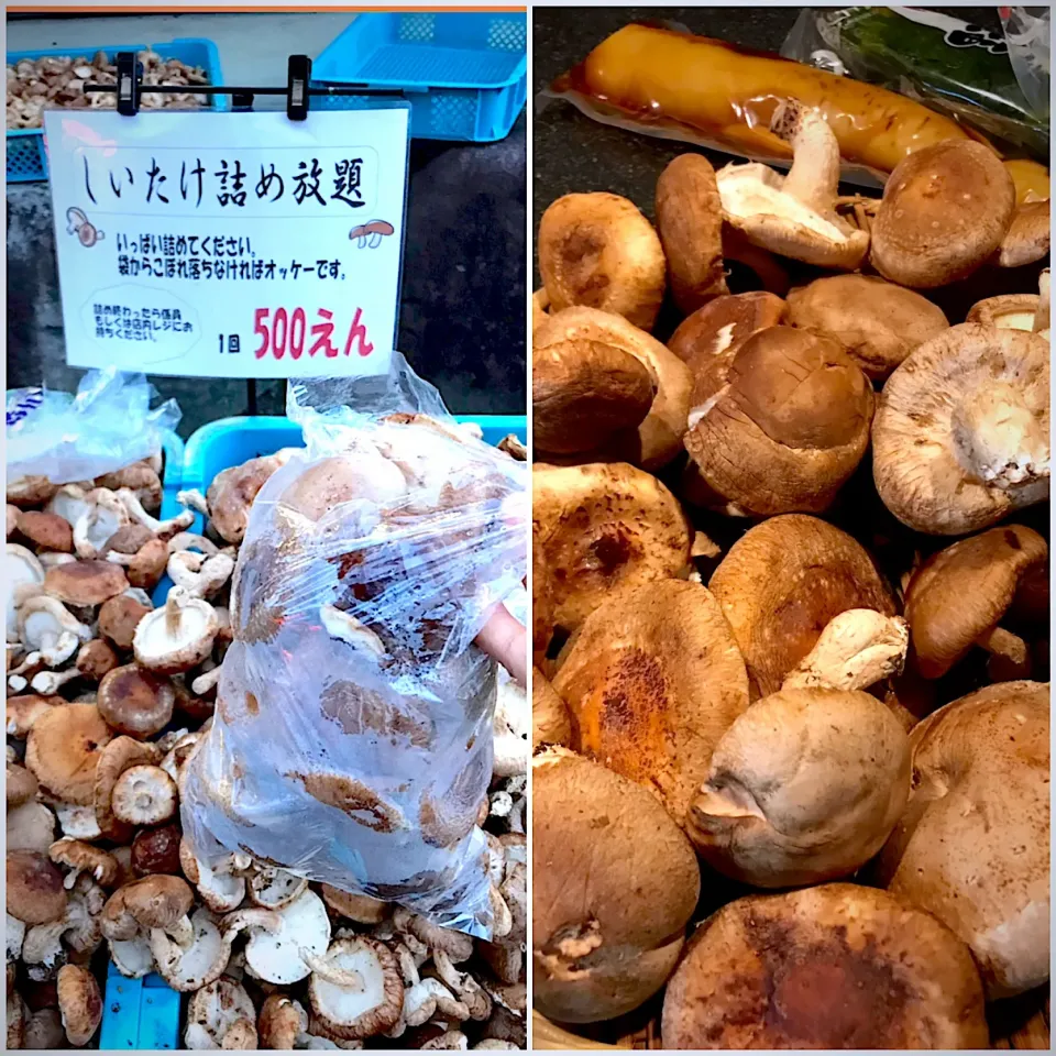 Snapdishの料理写真:信州昼神温泉朝市で買った
詰め放題椎茸|シュトママさん