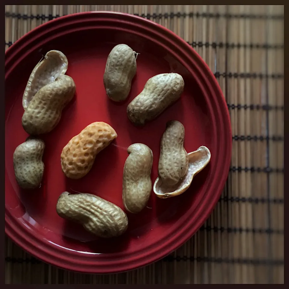 落花生 その後のお楽しみ🥜 よく見ると…|izoomさん