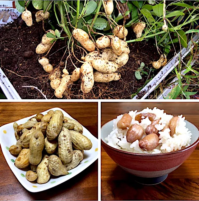 庭の落花生ご飯＆殻茹で落花生🥜🥜|ぱぴこ家さん