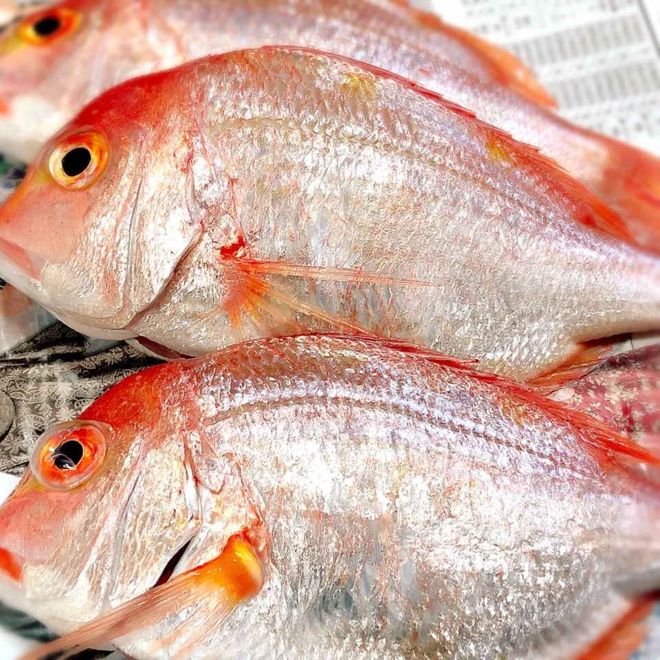 🎣ピチピチ釣りたて‼️連子鯛の夕飯ヽ(^◇^*)/|ぷらっとさん