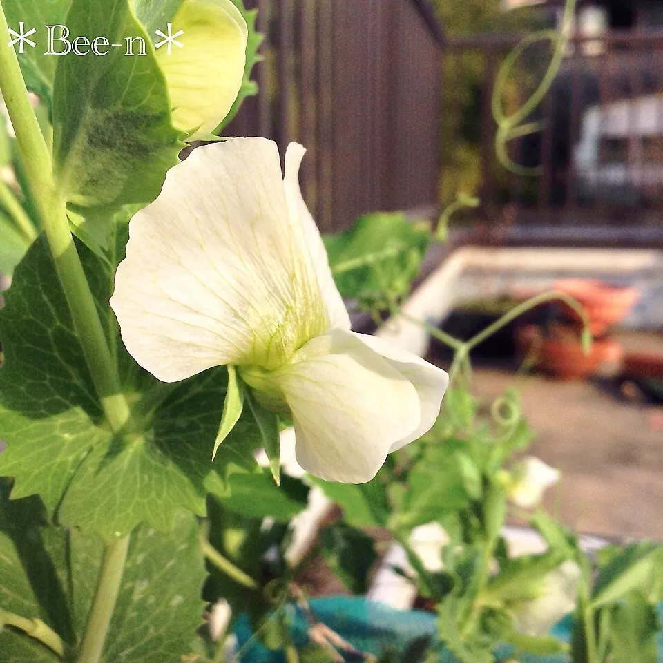 ＊Bee-nクイズ＊「何の野菜の花でしょう？2」|✼Bǝё-n✼さん