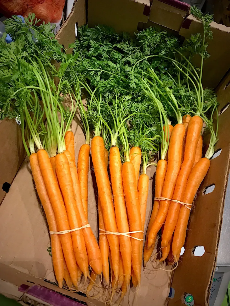 dutch carrots|hweeyhさん