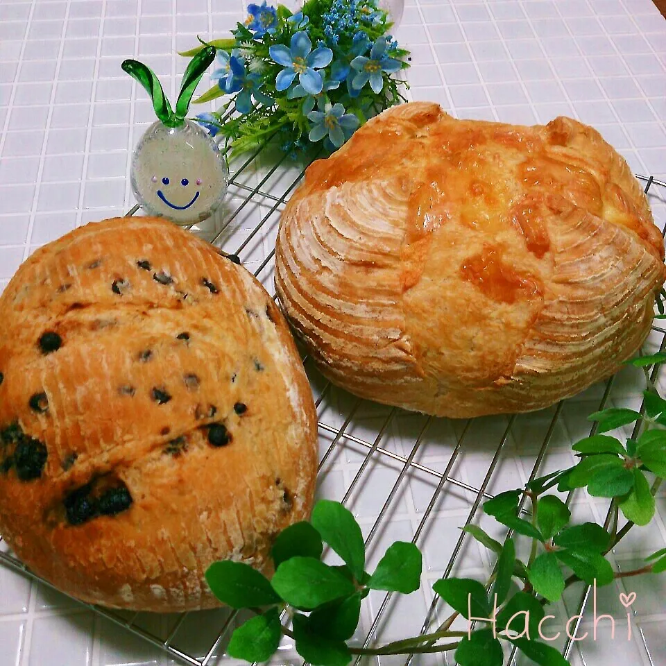 チーズカンパーニュ＆チョコチップカンパーニュ|ハッチさん