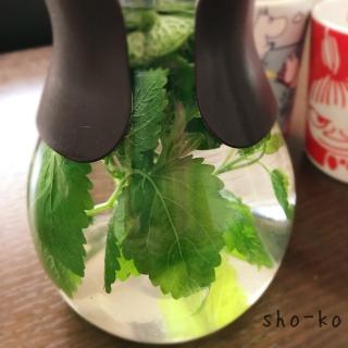 アロマティカスのレシピと料理アイディア15件 Snapdish スナップディッシュ