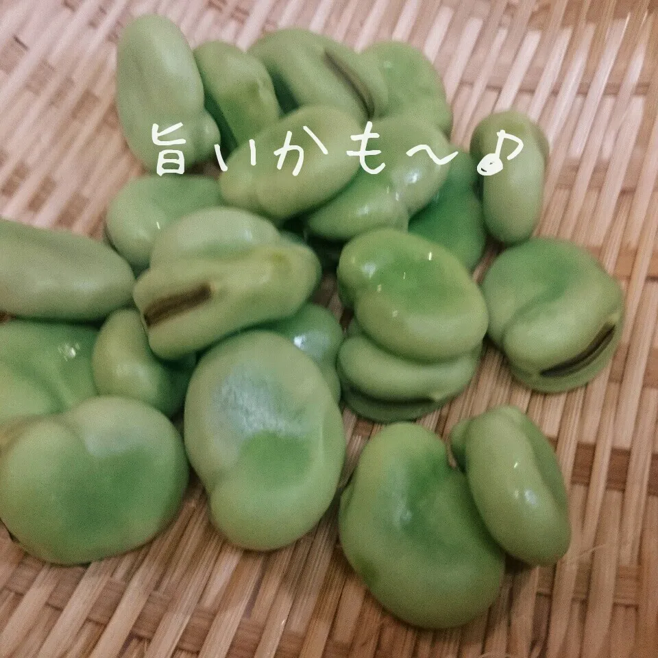 おつまみに最高！ そらまめの塩ゆで|マイケルの料理さん