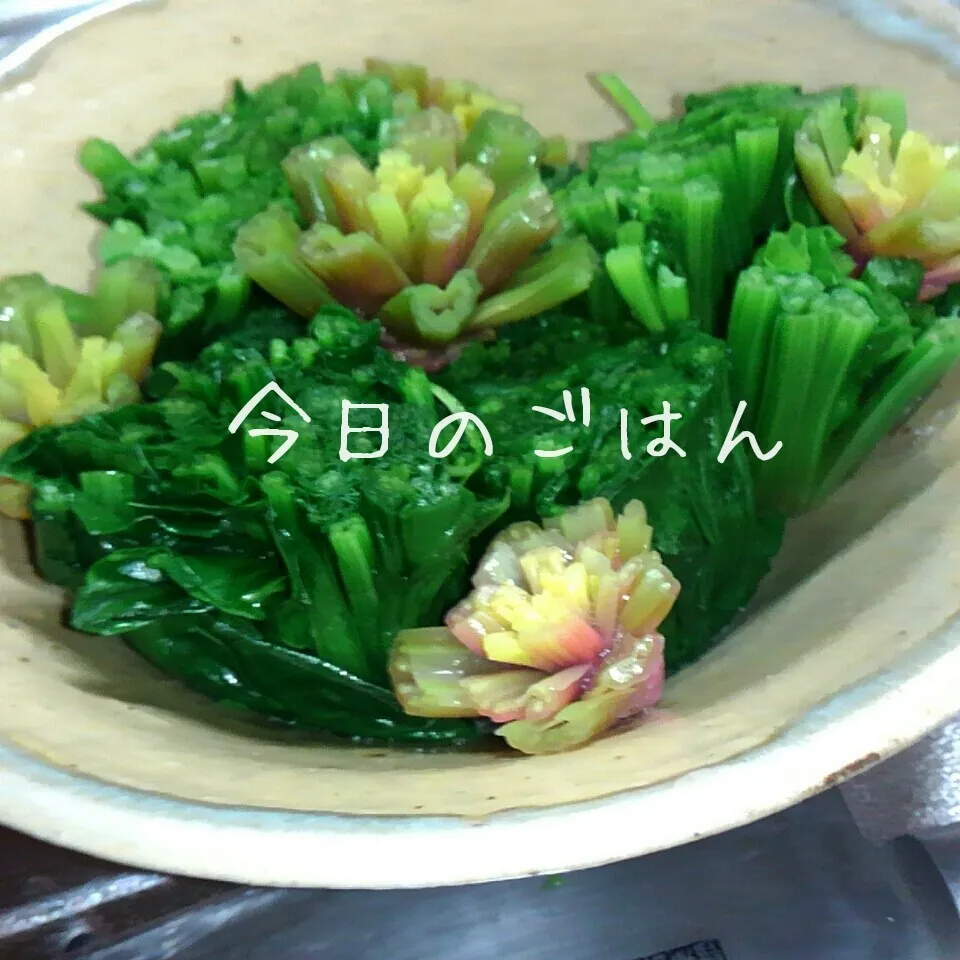 ホウレン草 お花盛り？|きゃずさん