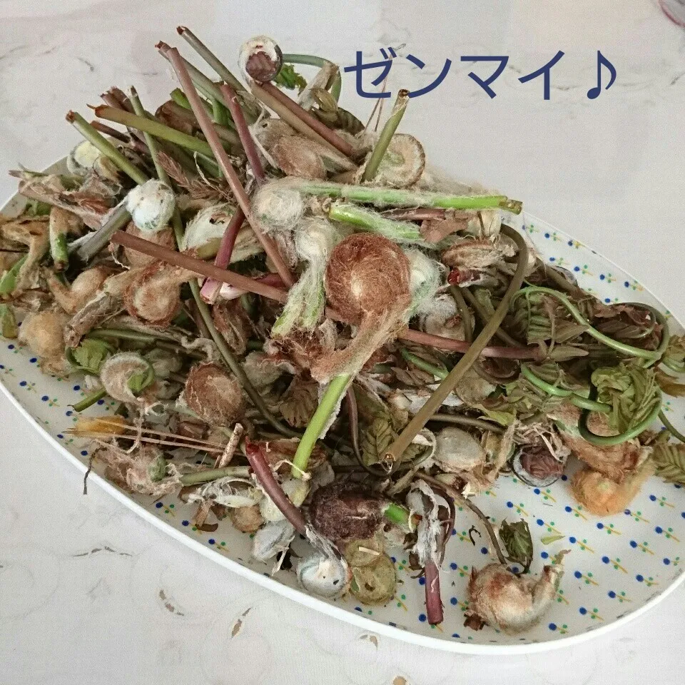 Snapdishの料理写真:今日の収穫(ゼンマイ)|oomugiさん