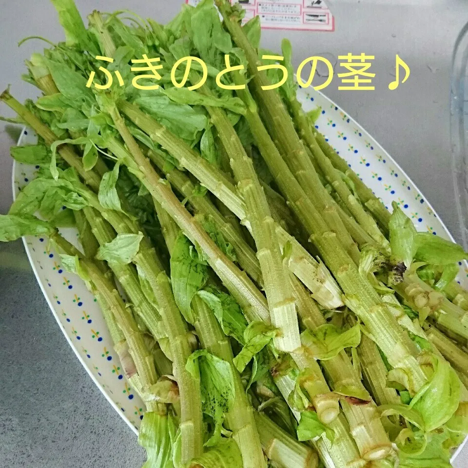 Snapdishの料理写真:今日のの収穫(ふきのとうの茎)|oomugiさん