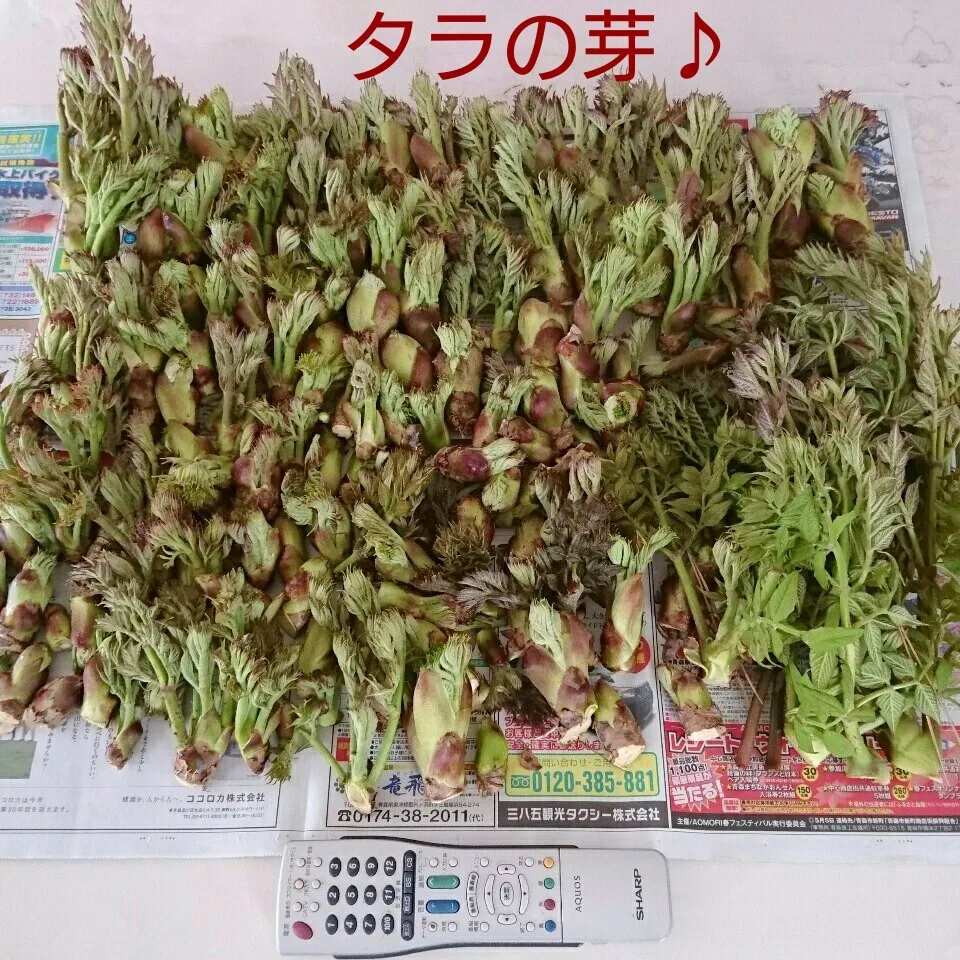 Snapdishの料理写真:タラの芽♪|oomugiさん