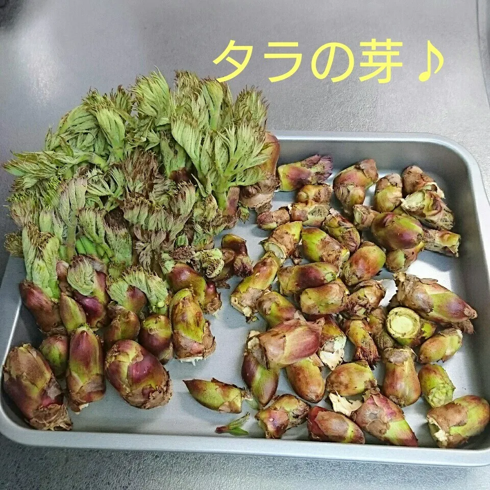 Snapdishの料理写真:今日の収穫(タラの芽)|oomugiさん