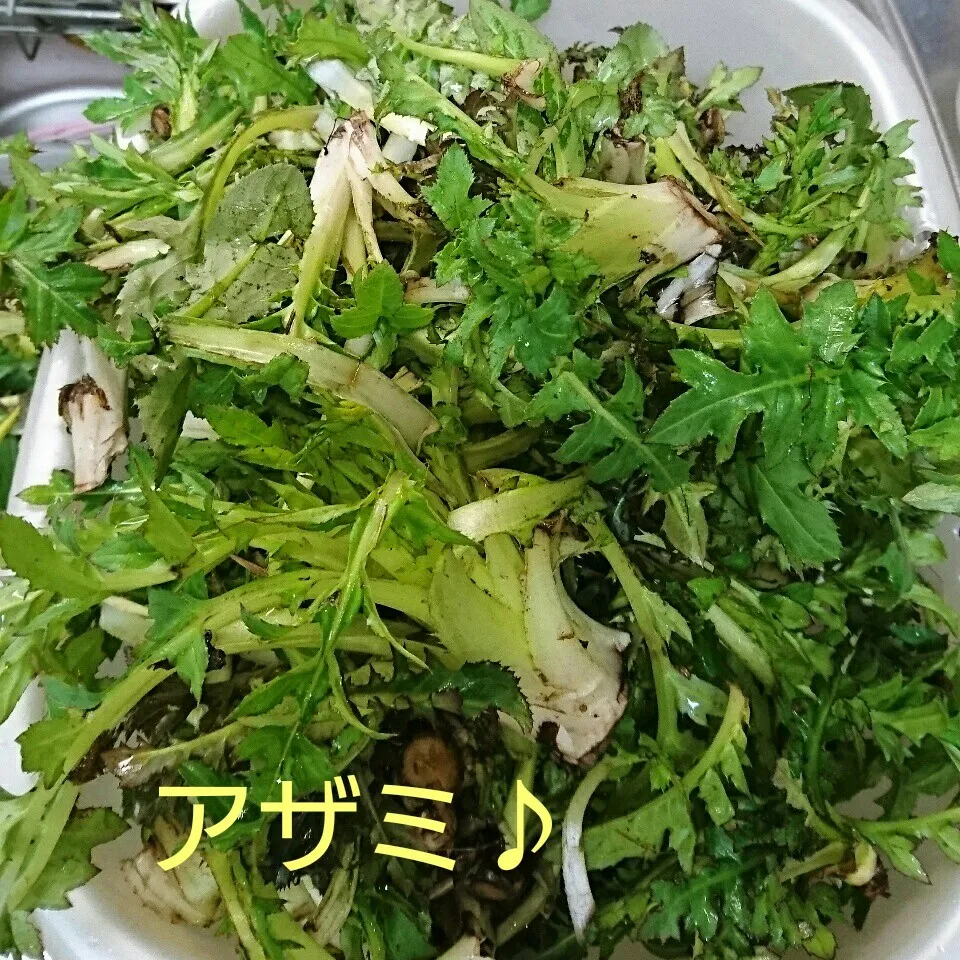 Snapdishの料理写真:今日の収穫(アザミ)|oomugiさん