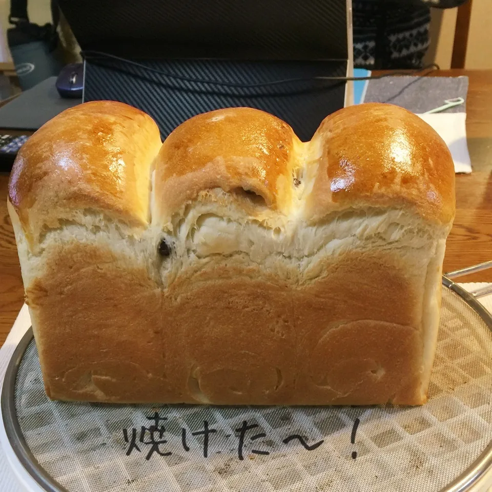 ミルク食パン。真ん中の山だけ甘納豆を巻き込んでます。|yakinasuさん