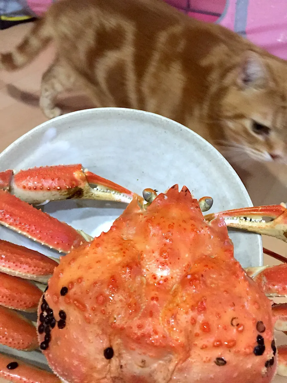ズワイカニ🦀|さくらんぼさん