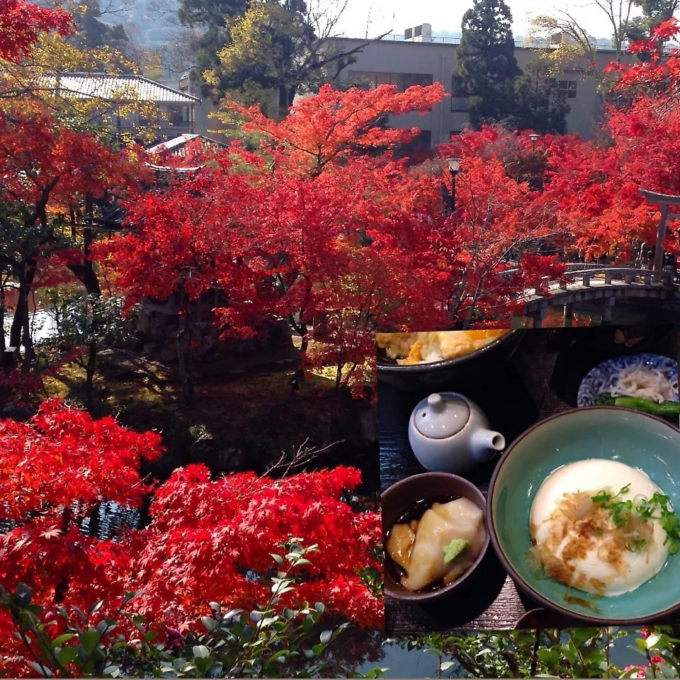 ♪紅葉の京都 永観堂  湯葉と湯豆腐♪|henryさん