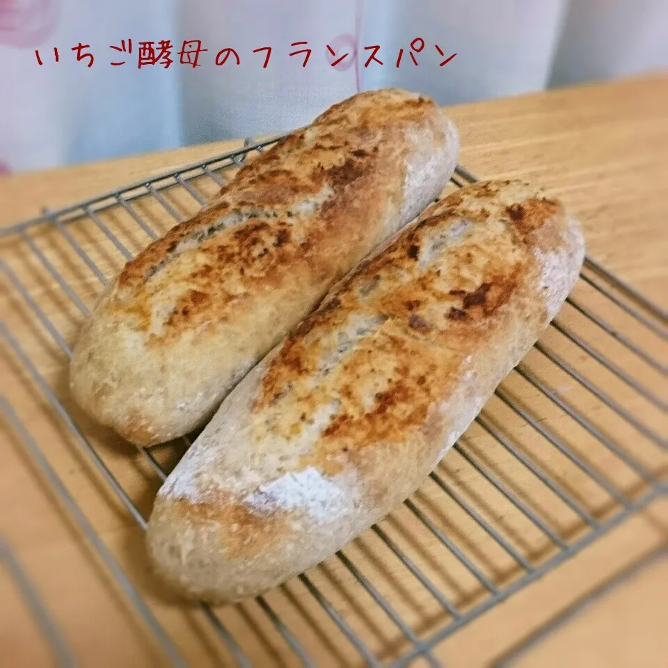 いちご酵母のフランスパン|こむぎさん