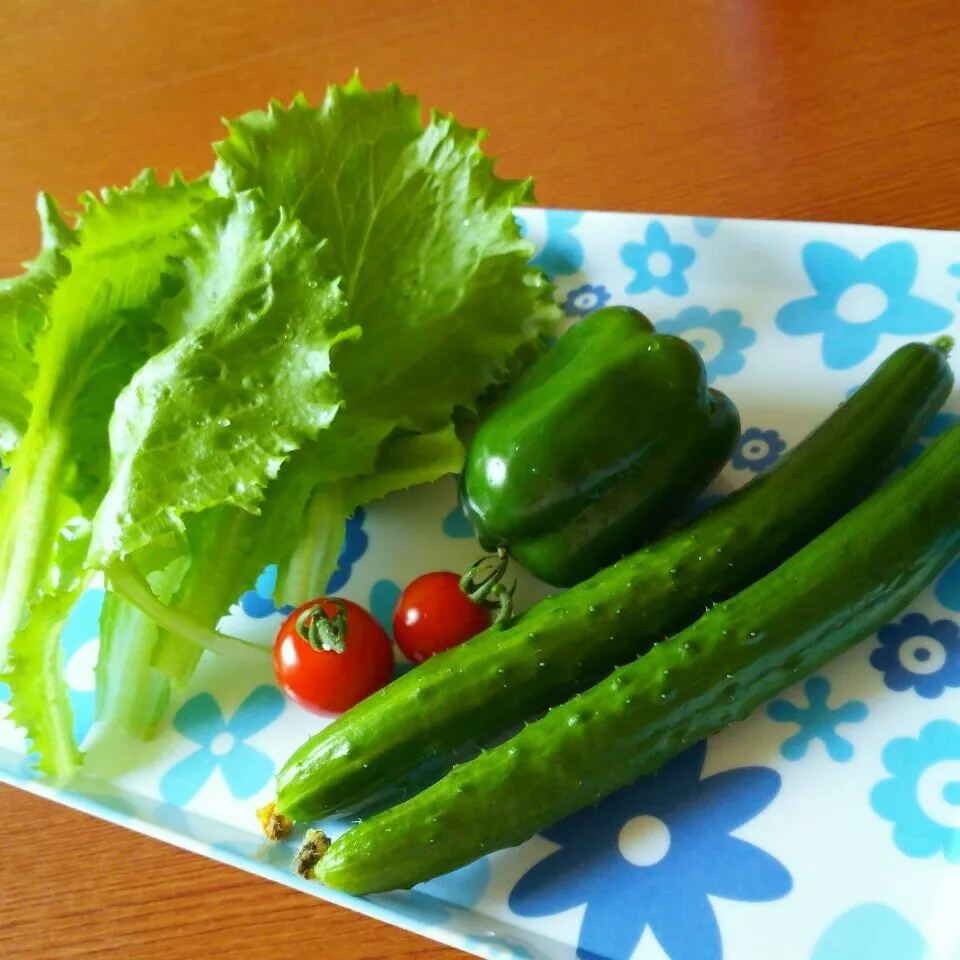 Snapdishの料理写真:朝採りお野菜 レタス、ミニトマト、きゅうり、ピーマン♡|みっぷんさん