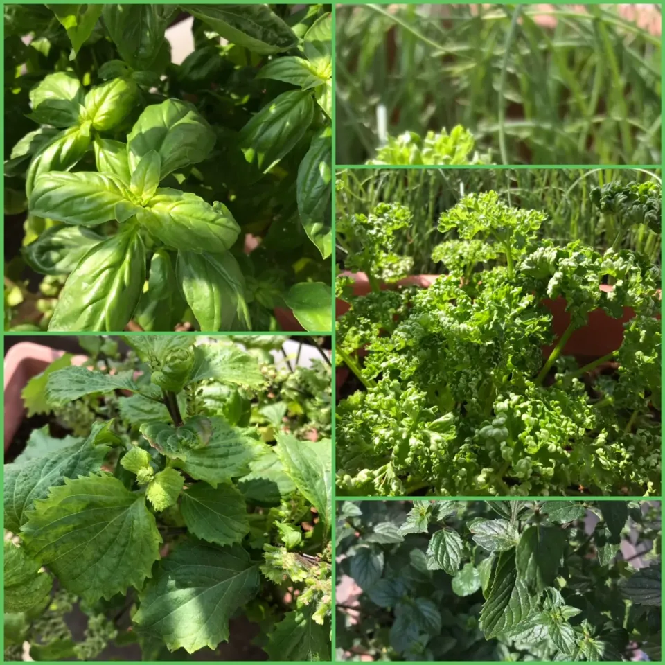 ベランダ菜園
パセリやバジル、大葉お料理に役立ってます❣️|シュトママさん