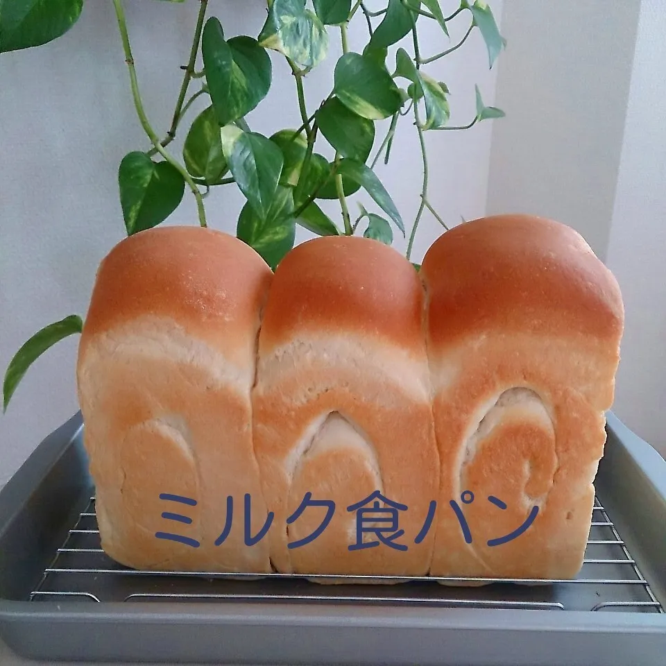 Snapdishの料理写真:ミルク食パン♪|oomugiさん