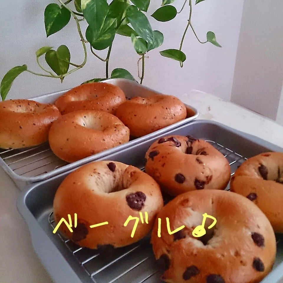 Snapdishの料理写真:ベーグル♪|oomugiさん