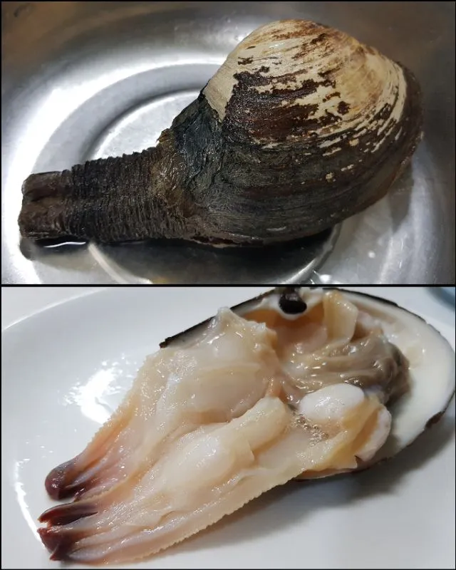 Snapdishの料理写真:horse clam|steven z.y.さん