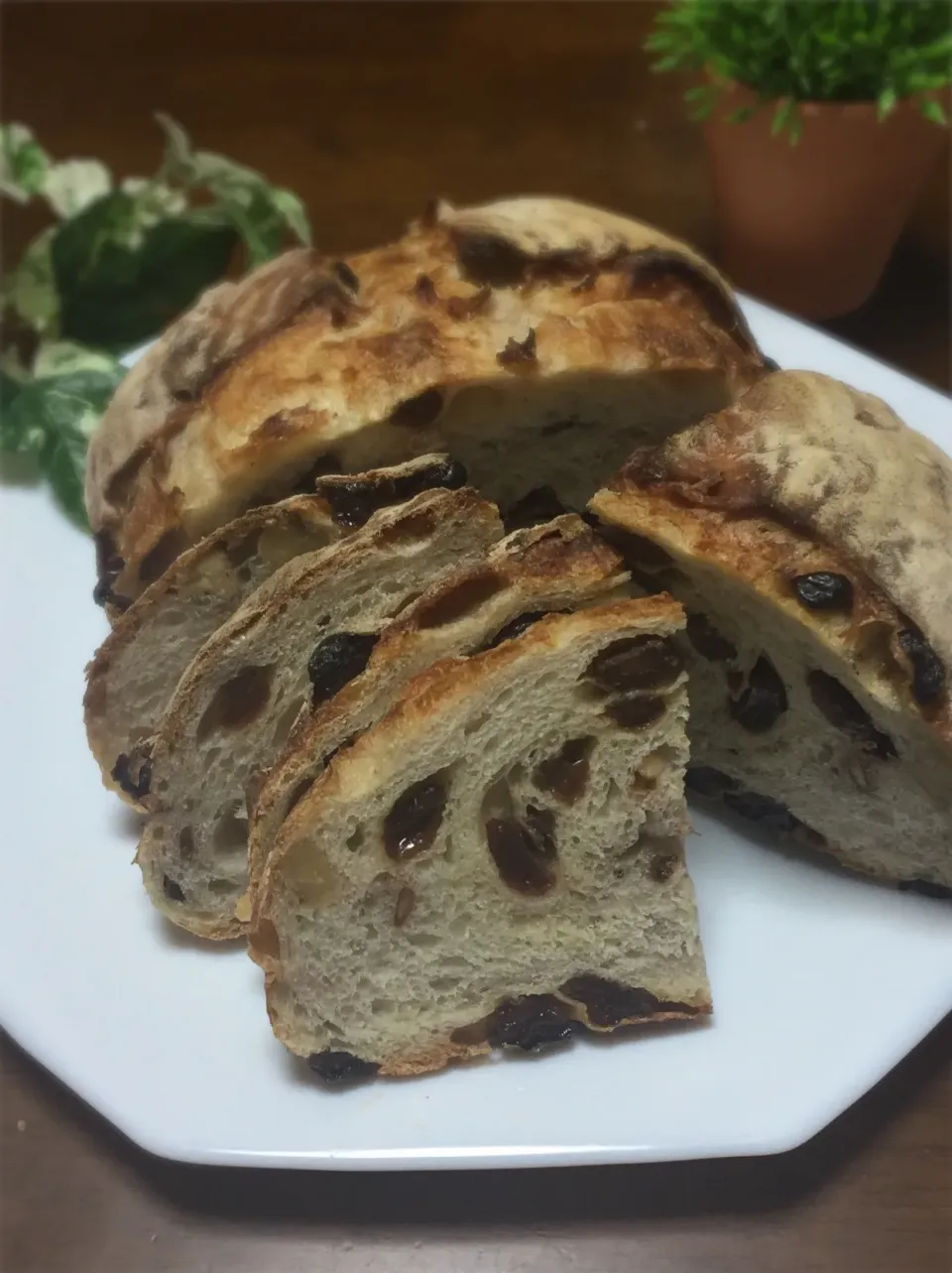 あみさんの料理 レーズンとくるみのワイルドカンパーニュ😅|あみさん