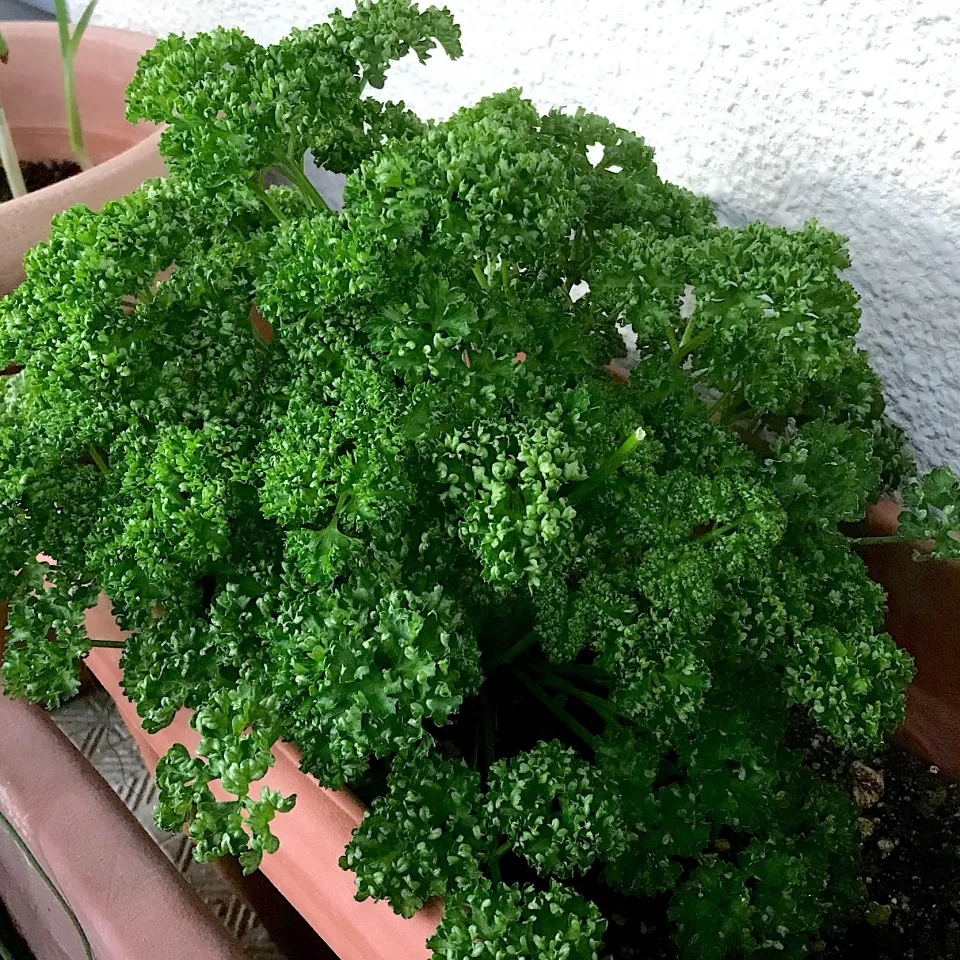 ブロッコリー🥦のような
モコモコ パセリ😱😱😱😱🤣🤣🤣🥦🥦🥦|シュトママさん