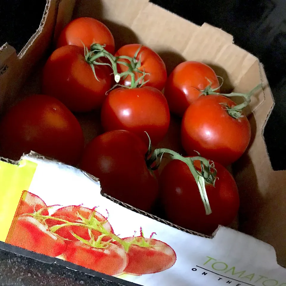 箱買いトマト🍅|シュトママさん