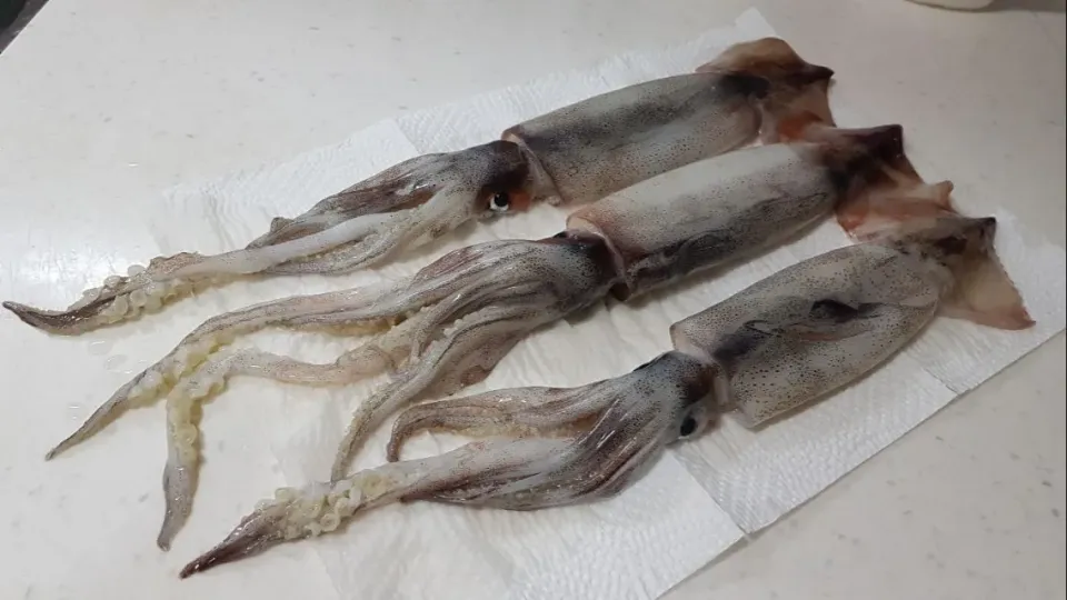 fresh squid|steven z.y.さん