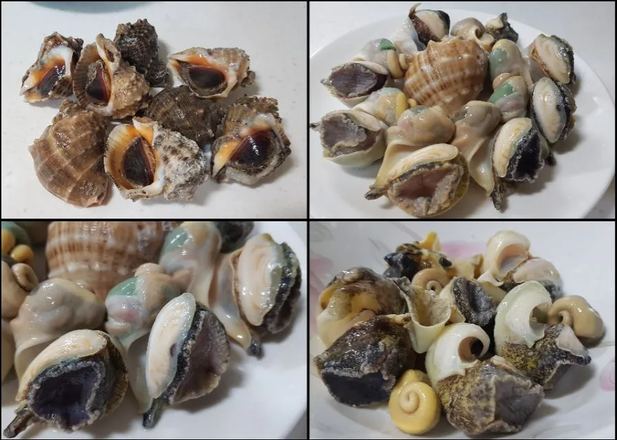 sea snails|steven z.y.さん