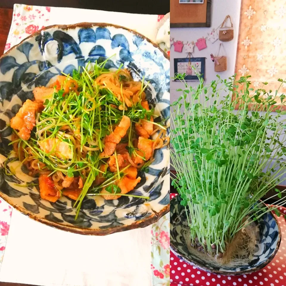 Snapdishの料理写真:豆苗と糸こんにゃくのヘルシープルコギ✨|naonaomimichanさん