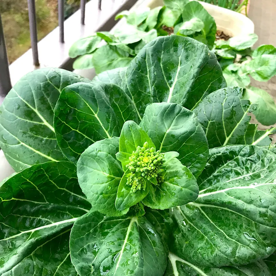 シュト旦那が育てたとうをすぎた青梗菜🥬|シュトママさん