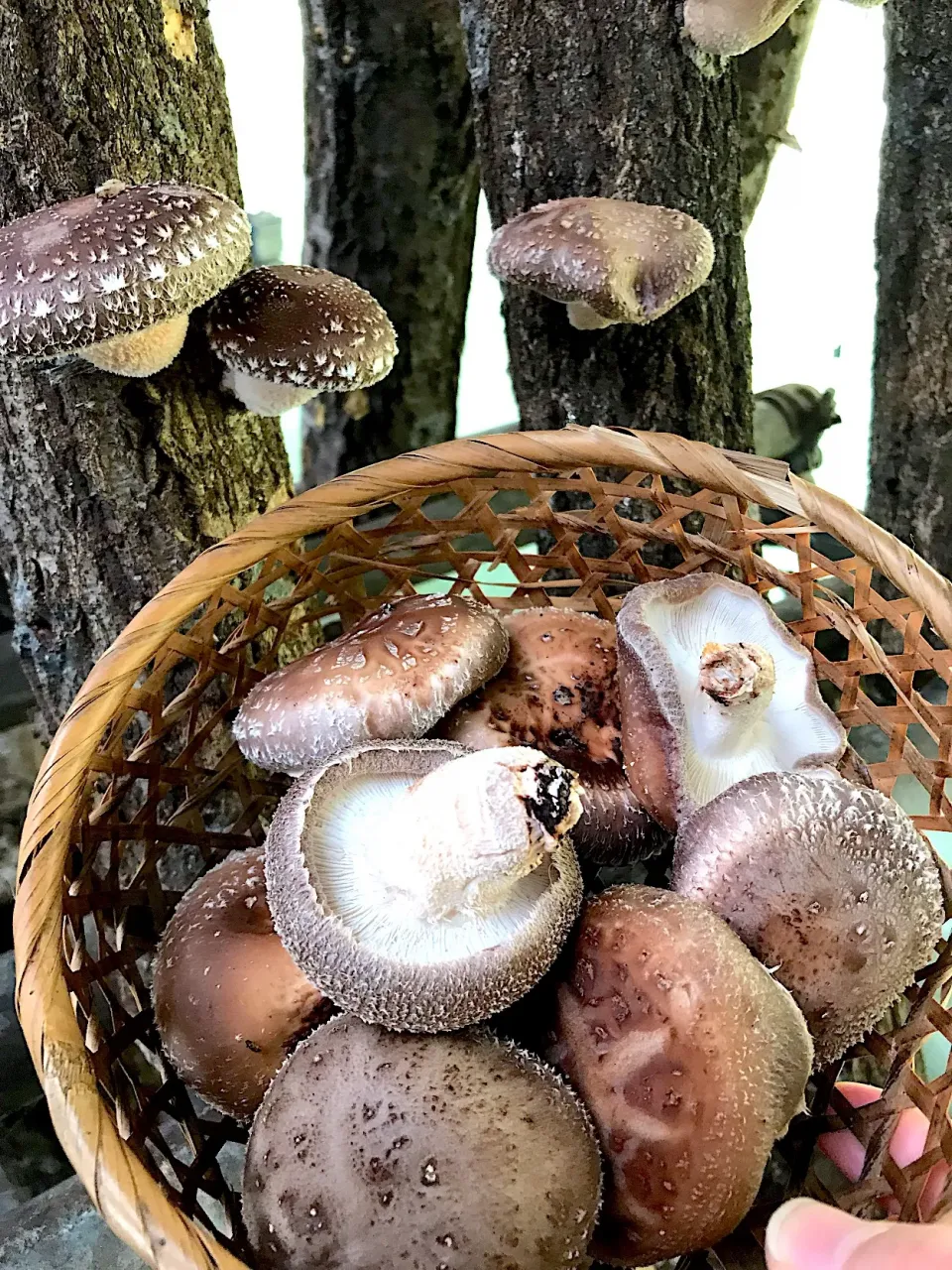 YOさんがマーケットにたくさんキノコをやってきたので、キノコ🍄|シュトママさん