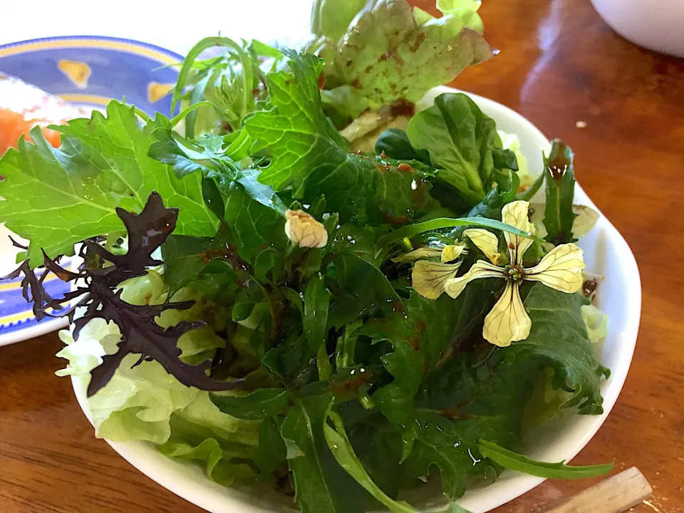 ベビーリーフの花が咲きました|さんだーさん