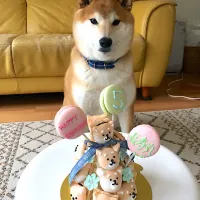 柴犬マカロンタワーケーキ

#愛犬のバースデー#ハッピーバースデー#ケーキは飼い主用#5歳の誕生日#友人の手作り|Yumiko Tokumitsuさん