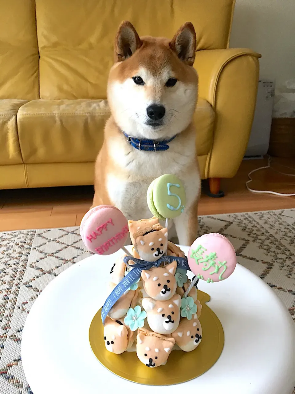 柴犬マカロンタワーケーキ

#愛犬のバースデー#ハッピーバースデー#ケーキは飼い主用#5歳の誕生日#友人の手作り|Yumiko Tokumitsuさん