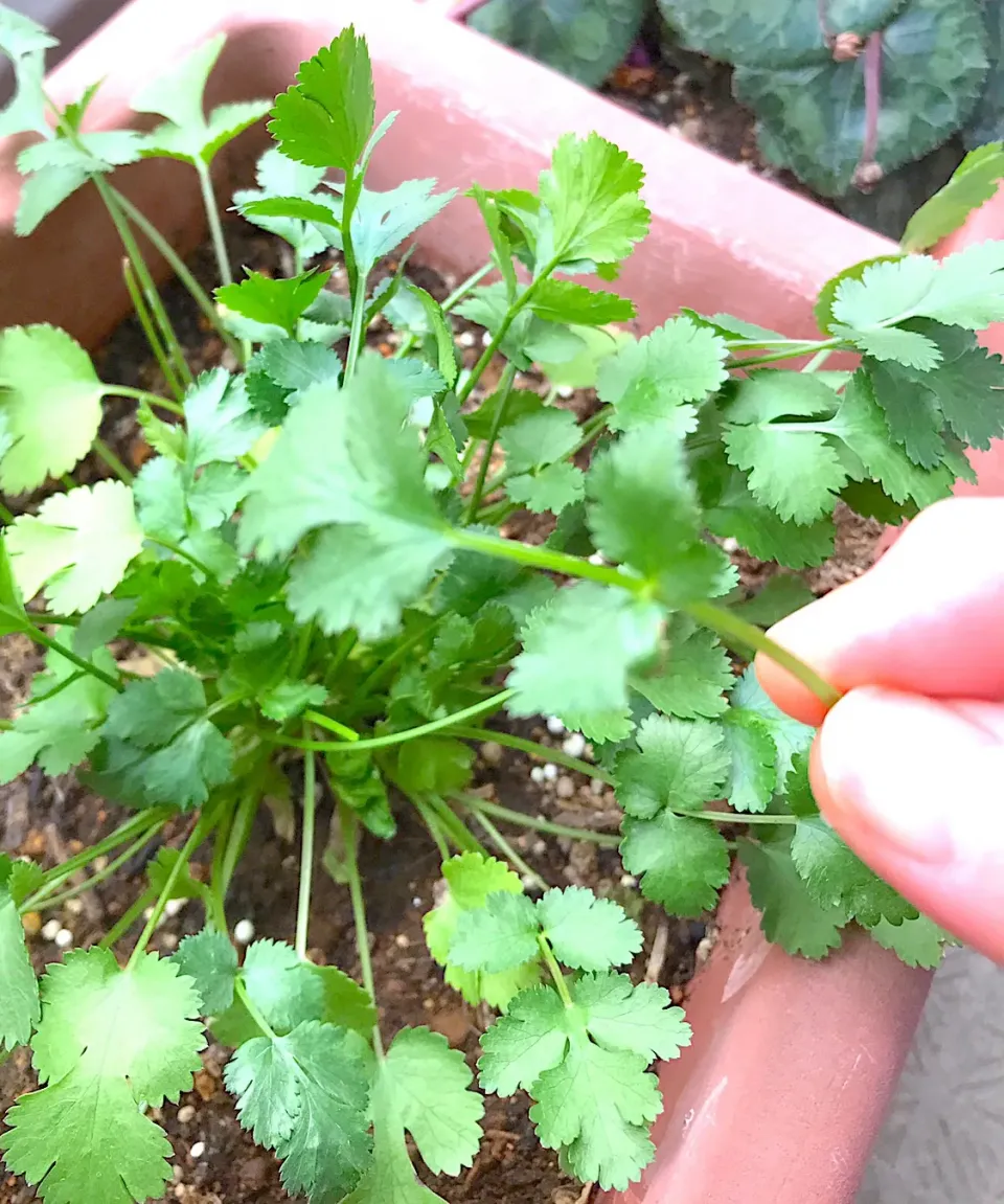 ベランダ菜園 香草 パクチー☘|シュトママさん