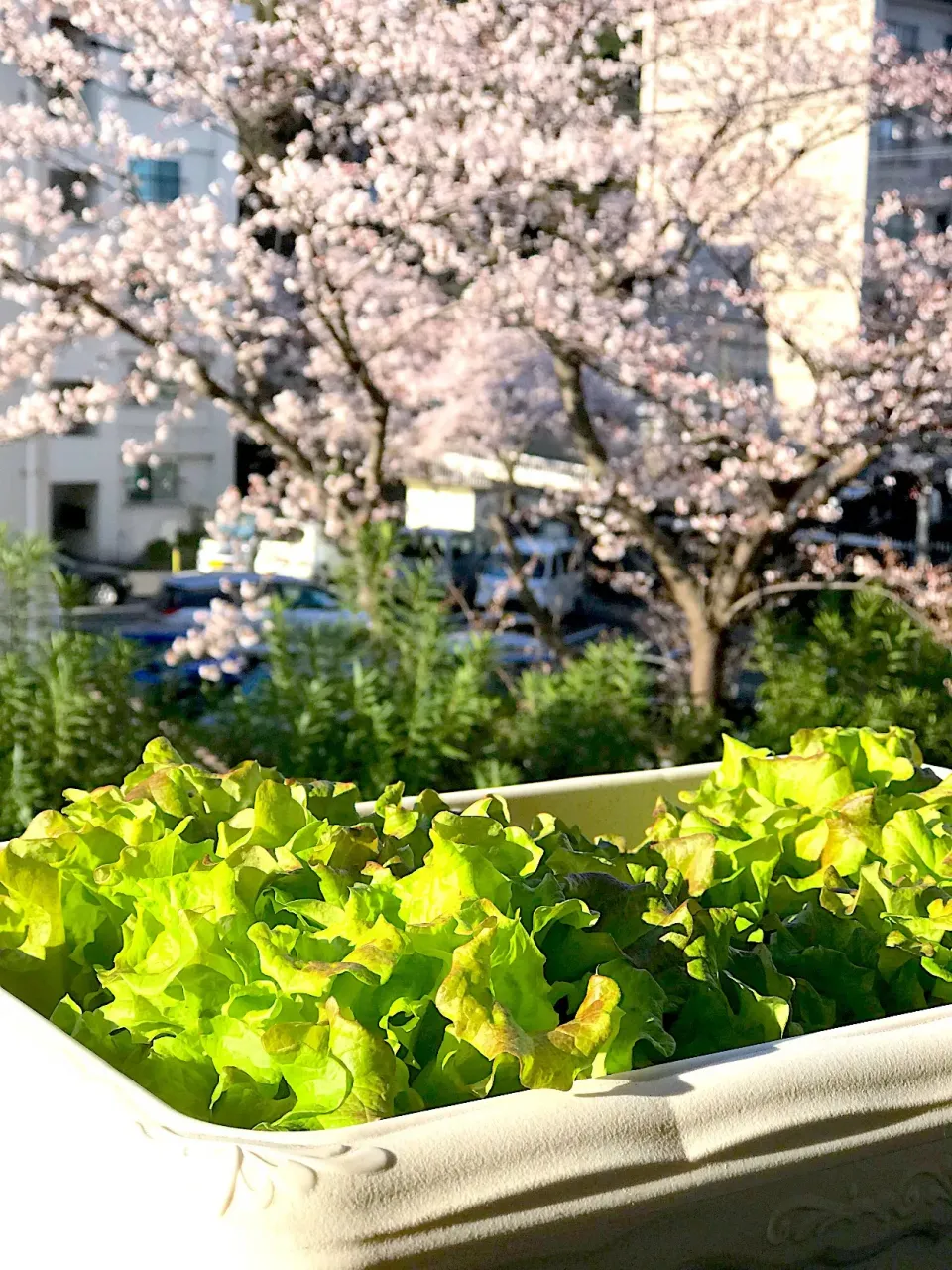 プランターレタス ベリーリーフ🌱|シュトママさん