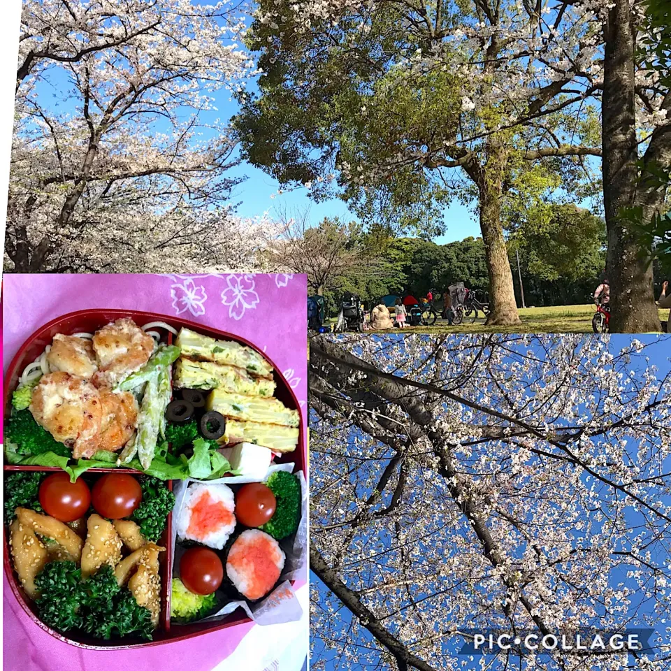 お花見に行って来ました。今年は寒さもありお弁当は無理だと思ったのですが、暖かかったので冷蔵庫にあるもので作り出かけました。|ナタママさん