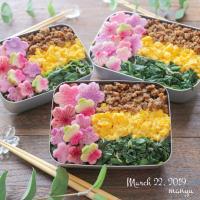 桜咲く三色そぼろ弁当🌸