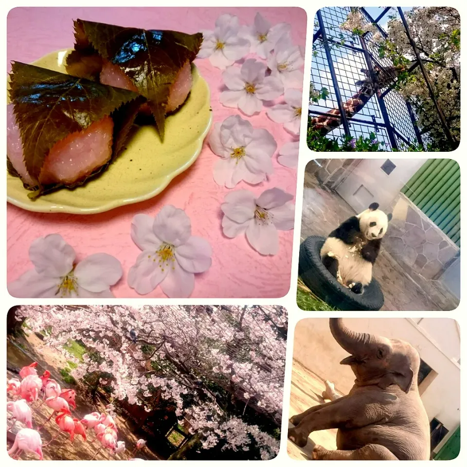 ☆今日のおやつ☆  桜餅   ～～王子動物園でお花見🌸|hamamaさん