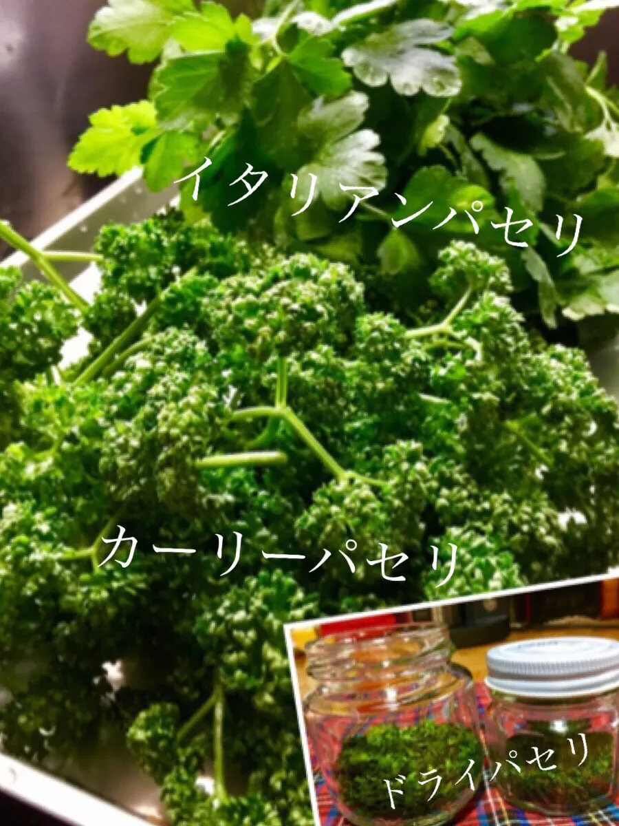 朝摘みパセリを🌱ドライパセリに🌱|keikoさん