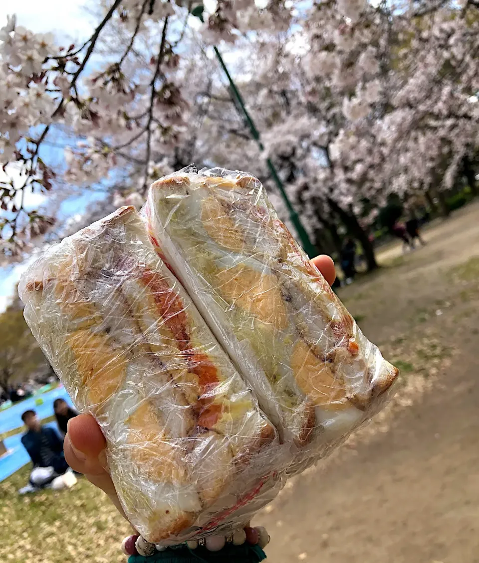 桜の下でサンドウィッチ🧡🌸|宙まめさん