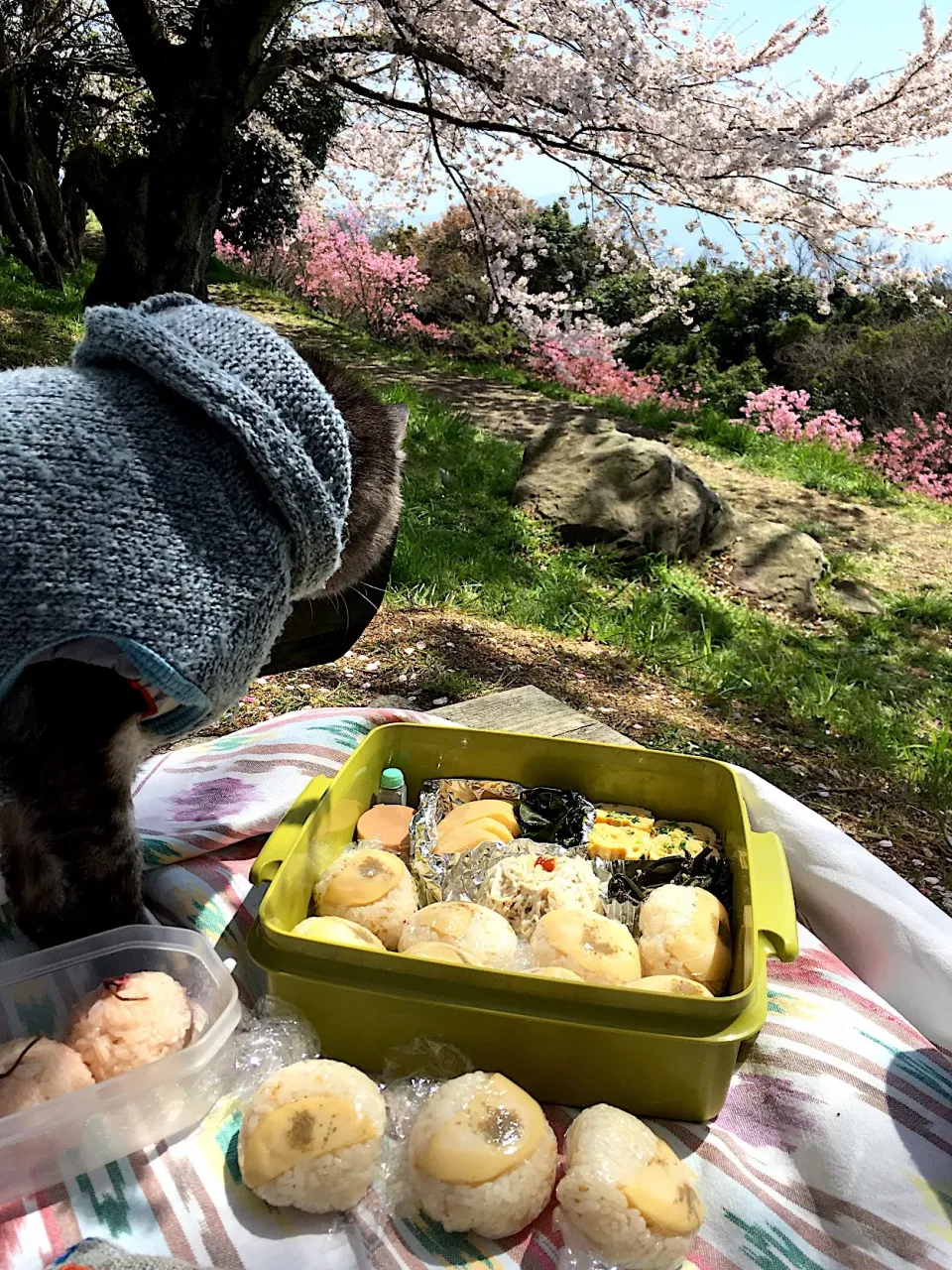 筍のお寿司でお花見🌸|cherさん